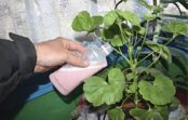 Ar ko mēslot pelargoniju pavasara sākumā, lai tā sāktu strauji dzīt pumpurus: pavisam vienkārša un dabīga mēslojuma recepte