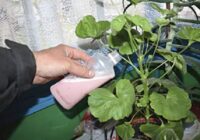 Ar ko mēslot pelargoniju pavasara sākumā, lai tā sāktu strauji dzīt pumpurus: pavisam vienkārša un dabīga mēslojuma recepte