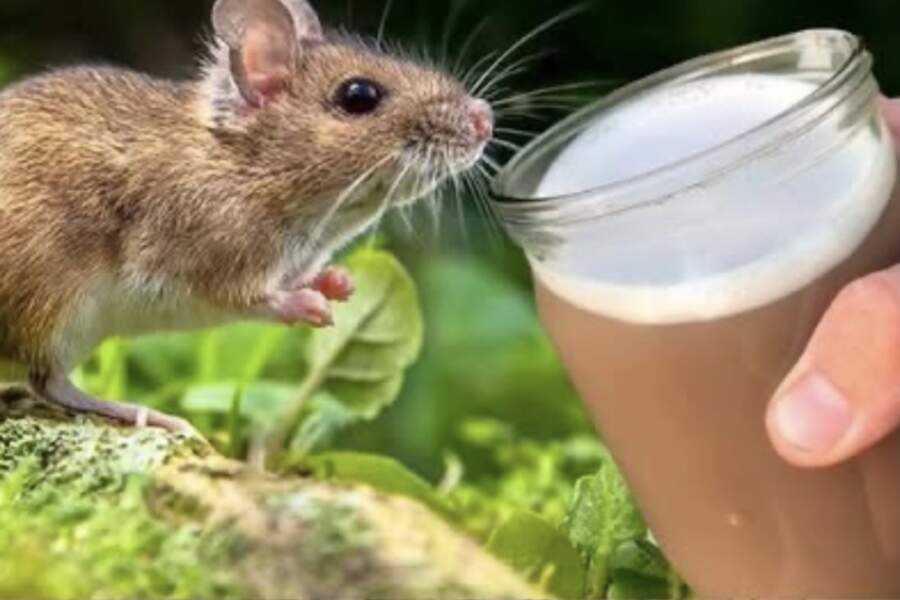 Peles necieš šo smaržu: vienkāršs veids, kā izdzīt grauzējus no mājām un siltumizolācijas uz visiem laikiem