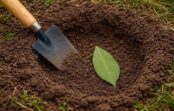 Aproku lauru lapas zemē – tehnika, kas pavasarī darbojas kā augšanas pastiprinātājs