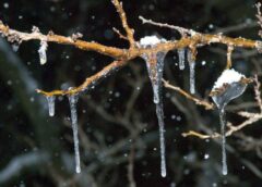 Meteorologi prognozē, ka laikapstākļi no 12.marta dinamiski mainīsies: “Pavasaris ir ļoti viltīgs”