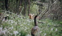 25.marts katram īr īpašs laiks: kāpēc ”Kāpostu Māras dienā” latvieši baidījās iet mežā