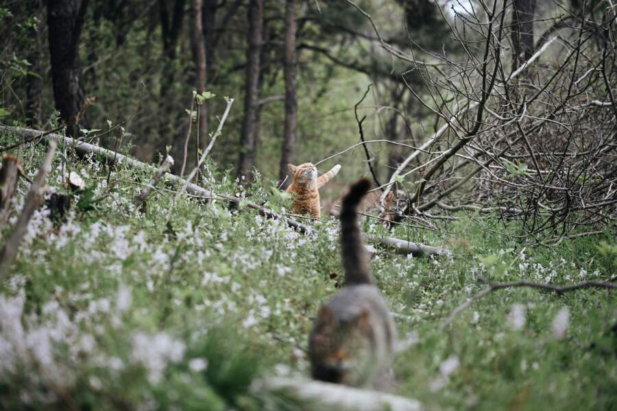 25.marts katram īr īpašs laiks: kāpēc ”Kāpostu Māras dienā” latvieši baidījās iet mežā