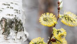 Pavasara atnākšana 15. martā: no kā mūsu priekšteči baidījās un no kā izvairījās šajā dienā