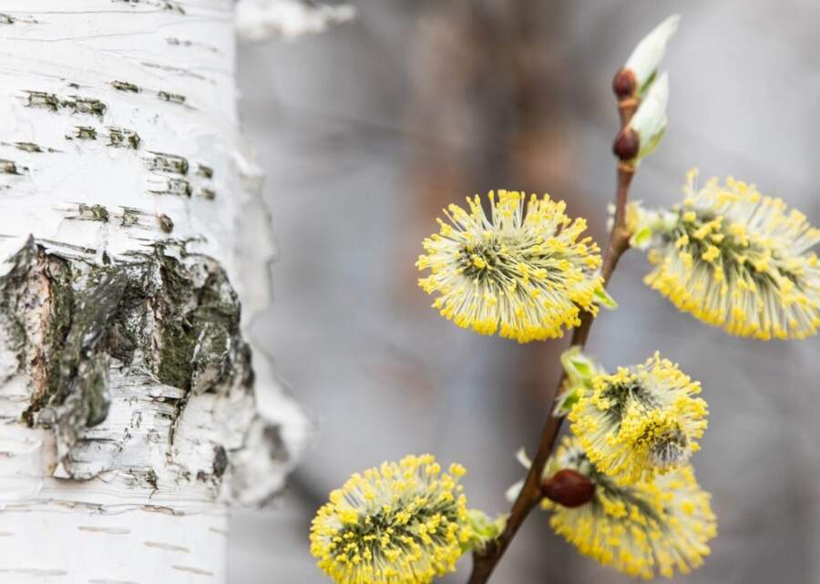 Pavasara atnākšana 15. martā: no kā mūsu priekšteči baidījās un no kā izvairījās šajā dienā