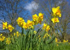 Šajās brīvdienās Latvijā gaidāms vasaras cienīgs siltums, bet nākošnedēļ prognoze strauji mainīsies