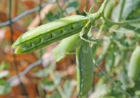 Kāpēc zirņus nekad nevajadzētu sēt vienus pašus: galvenais paņēmiens izcilai ražai un augsnei