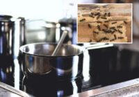 Atbaida skudras un mušas: kā vecmāmiņas īpašais novārījums palīdz uzturēt māju tīru Atbaida skudras un mušas: kā vecmāmiņas īpašais novārījums palīdz uzturēt māju tīru