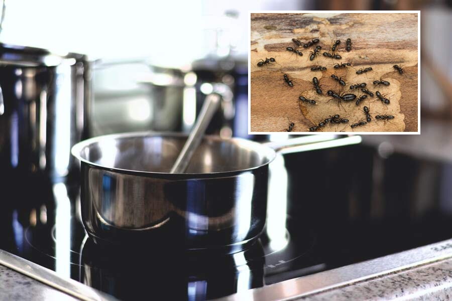 Atbaida skudras un mušas: kā vecmāmiņas īpašais novārījums palīdz uzturēt māju tīru