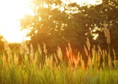 “Būs slapjš”: klimatologs sagrauj cerības uz patīkamu vasaras prognozi un paskaidro ko gaidīt tālāk