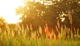 “Būs slapjš”: klimatologs sagrauj cerības uz patīkamu vasaras prognozi un paskaidro ko gaidīt tālāk