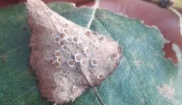 Latvijā pirmo reizi pamanīta reta laputs, kas parasti sastopama Tālajos Austrumos