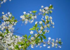 Pavasaris 2026. gadā drīz neieradīsies: satraucoša laika prognoze martam, aprīlim un maijam