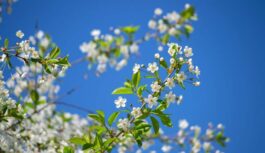 Pavasaris 2026. gadā drīz neieradīsies: satraucoša laika prognoze martam, aprīlim un maijam