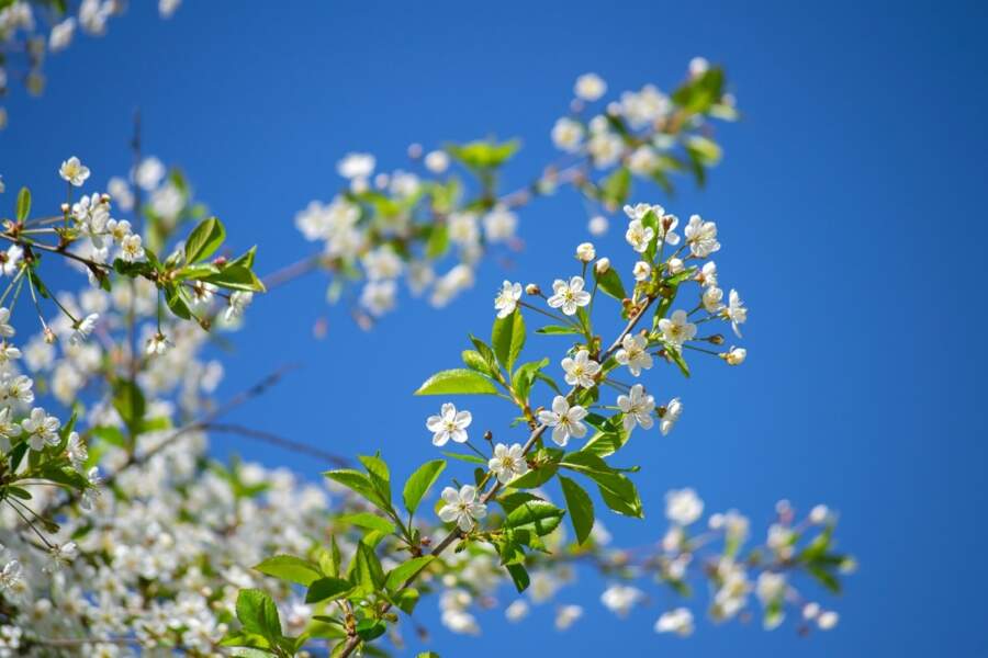 Pavasaris 2026. gadā drīz neieradīsies: satraucoša laika prognoze martam, aprīlim un maijam