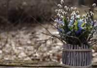 Mūsu priekšteči Pūpolsvētdienu gaidīja ar īpašu godbijību: kāpēc viņi nekad nemeta pūpolu zariņus miskastē Mūsu priekšteči Pūpolsvētdienu gaidīja ar īpašu godbijību: kāpēc viņi nekad nemeta pūpolu zariņus miskastē