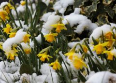 Vai klusums pirms vētras: Dabas vērotāja prognoze aprīlim liek kļūt piesardzīgiem