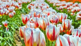 Latvijas dabas koda atšifrēšana: kāpēc mūsu senči zināja, ka agrs siltums martā nes nepatikšanas