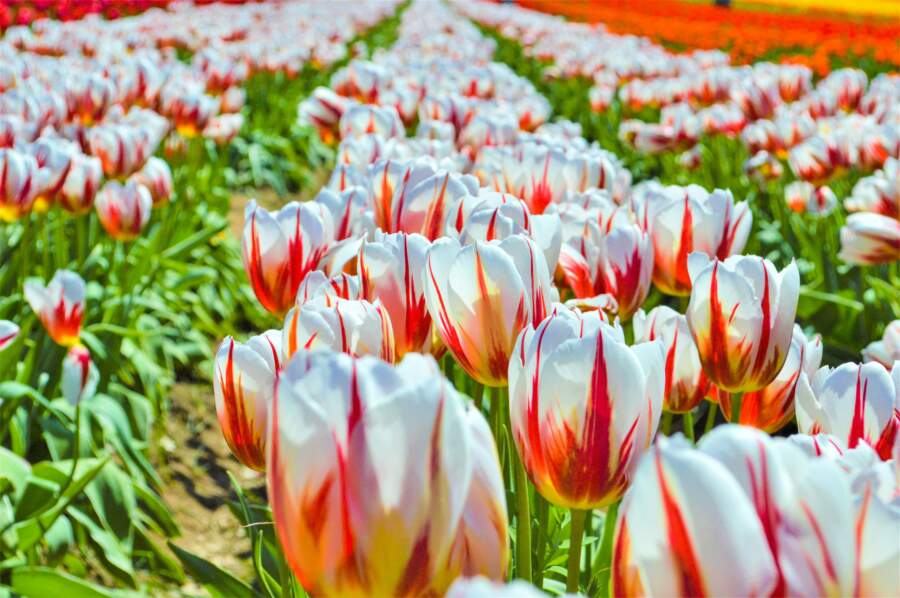 Latvijas dabas koda atšifrēšana: kāpēc mūsu senči zināja, ka agrs siltums martā nes nepatikšanas