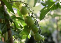 Kā laistīt tomātus, lai tie būtu saldi un neplaisātu: dārznieku pārbaudīti paņēmieni