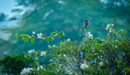 Neatdod savu laimi: ko nevajadzētu darīt 24. un 25. martā un kā paredzēt nākotni pēc putna kliedziena