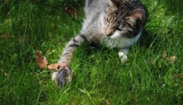 Kāpēc kaķis nes uz mājām peles: slēptais “līgums” starp jums un jūsu mīluli