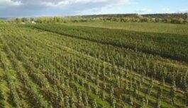 Vairs nav jāgaida desmitiem gadu: Šis koks dārzu pārvērtīs līdz nepazīšanai Vairs nav jāgaida desmitiem gadu: Šis koks dārzu pārvērtīs līdz nepazīšanai