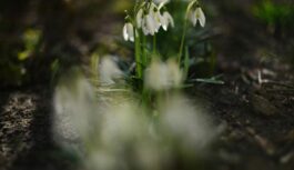 “Viss mainās vienā mirklī”: jaunākās ziņas par laikapstākļiem sākot no 19. marta liek mainīt plānus