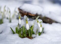Sinoptiķi publicē prognozi 8.martam, Sieviešu dienai: “Gaidāms patīkams laiks, bet ar vienu niansi”