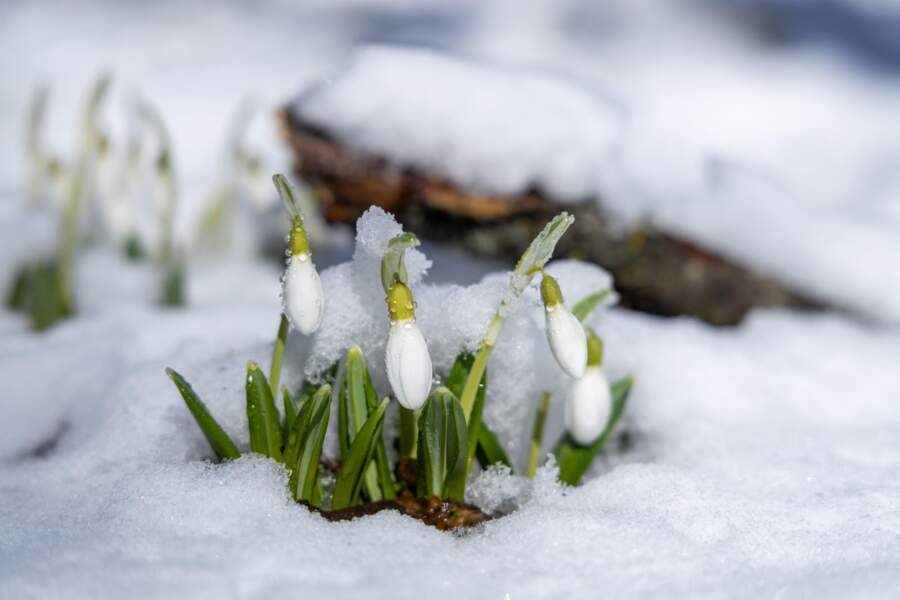 Sinoptiķi publicē prognozi 8.martam, Sieviešu dienai: “Gaidāms patīkams laiks, bet ar vienu niansi”