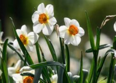 2026. gada pavasaris būs visneparedzamākais pēdējo 30 gadu laikā: zināms arī tā iemesls