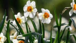 2026. gada pavasaris būs visneparedzamākais pēdējo 30 gadu laikā: zināms arī tā iemesls