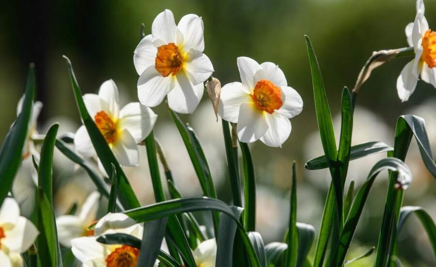 2026. gada pavasaris būs visneparedzamākais pēdējo 30 gadu laikā: zināms arī tā iemesls