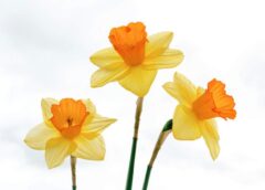 Pavasaris saglabā intrigu: “Sieviešu diena būs ļoti silta, tomēr pēc 8.marta laiks būtiski mainīsies”