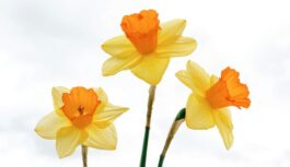 Pavasaris saglabā intrigu: “Sieviešu diena būs ļoti silta, tomēr pēc 8.marta laiks būtiski mainīsies” Pavasaris saglabā intrigu: “Sieviešu diena būs ļoti silta, tomēr pēc 8.marta laiks būtiski mainīsies”