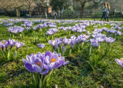 Latvijas sinoptiķi atklāj kāds laiks gaidāms nākamnedēļ: “Nedēļas pirmā puse būs drūma, bet tad viss mainīsies”