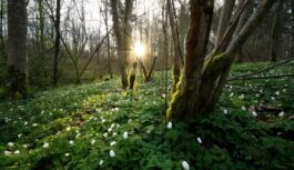 Senie latvieši 21.martā vēroja dabu un pēc tās varēja paredzēt kāda būs vasara un gaidāmās Lieldienas