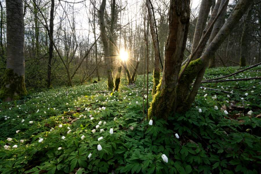 Senie latvieši 21.martā vēroja dabu un pēc tās varēja paredzēt kāda būs vasara un gaidāmās Lieldienas