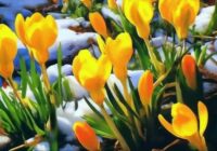 Sinoptiķu prognozes pavasarim kļūst pavisam iepriecinošas: zināms, kad beidzot sagaidīsim pirmos +20 grādus