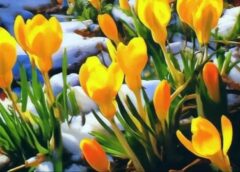 Sinoptiķu prognozes pavasarim kļūst pavisam iepriecinošas: zināms, kad beidzot sagaidīsim pirmos +20 grādus