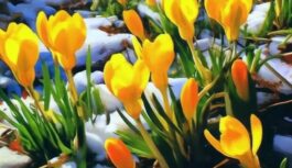 Sinoptiķu prognozes pavasarim kļūst pavisam iepriecinošas: zināms, kad beidzot sagaidīsim pirmos +20 grādus