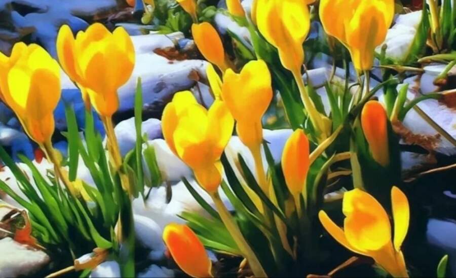 Sinoptiķu prognozes pavasarim kļūst pavisam iepriecinošas: zināms, kad beidzot sagaidīsim pirmos +20 grādus