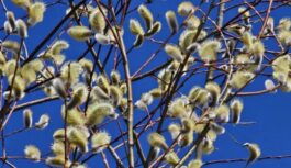 Ko ņemt vērā 1.aprīlī: kāpēc nevajadzētu valkāt citu cilvēku drēbes vai domāt sliktas lietas
