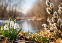 Sinoptiķi ir mainījuši laika prognozi sākot no 8.marta: “Laikapstākļi arī ir nolēmuši iepriecināt sievietes “