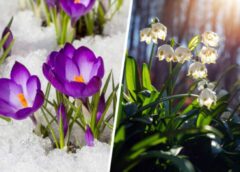 Ziema tik viegli negrib padoties: ko sagaidīsim no 9.marta un vai cīruļputenis apies mūs ar līkumu