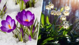 Ziema tik viegli negrib padoties: ko sagaidīsim no 9.marta un vai cīruļputenis apies mūs ar līkumu Ziema tik viegli negrib padoties: ko sagaidīsim no 9.marta un vai cīruļputenis apies mūs ar līkumu