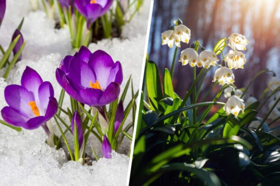 Ziema tik viegli negrib padoties: ko sagaidīsim no 9.marta un vai cīruļputenis apies mūs ar līkumu