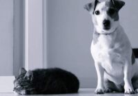 Vai suņus un kaķus drīkst atstāt vienus mājās uz ilgu laiku, piemēram, visu dienu – skaidrojam