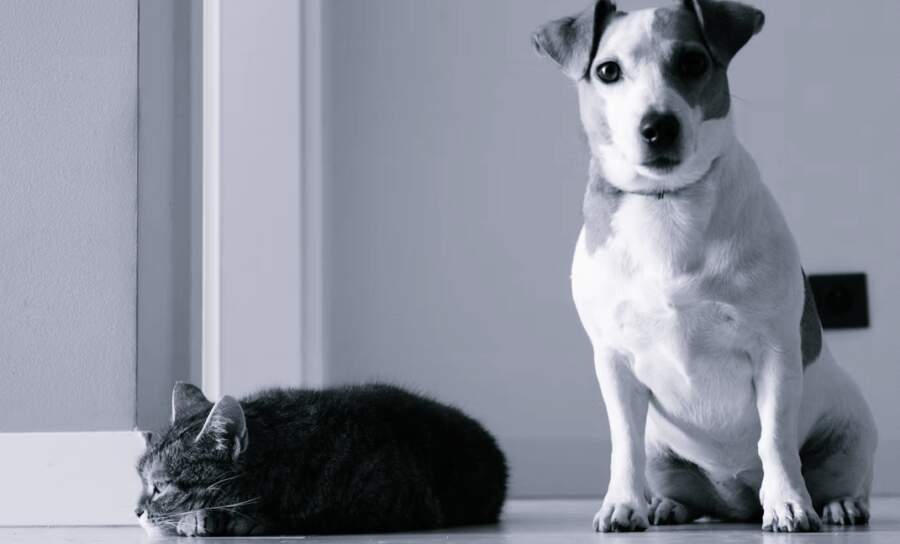 Vai suņus un kaķus drīkst atstāt vienus mājās uz ilgu laiku, piemēram, visu dienu – skaidrojam