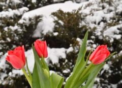 Sākotnējās prognozes bija kļūdainas: reģionā ienāk negaidīts aukstuma vilnis un brāzmains vējš